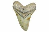 Fossil Megalodon Tooth - North Carolina #365979-1